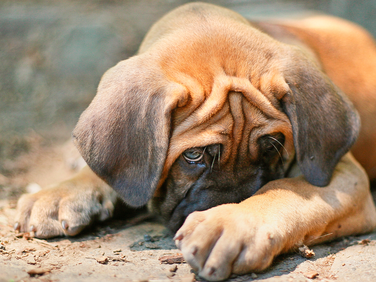 Bicho de Pé em Cachorro