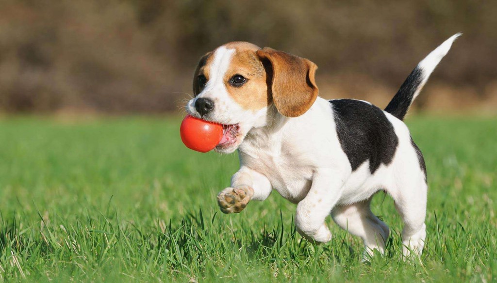 filhote de cachorro