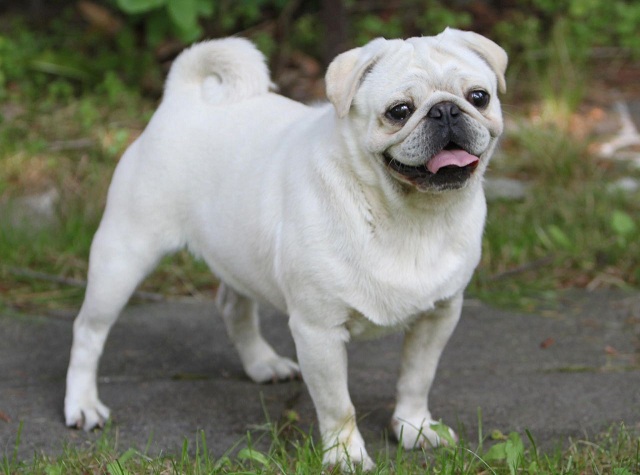 O Cachorro com a barriga inchada