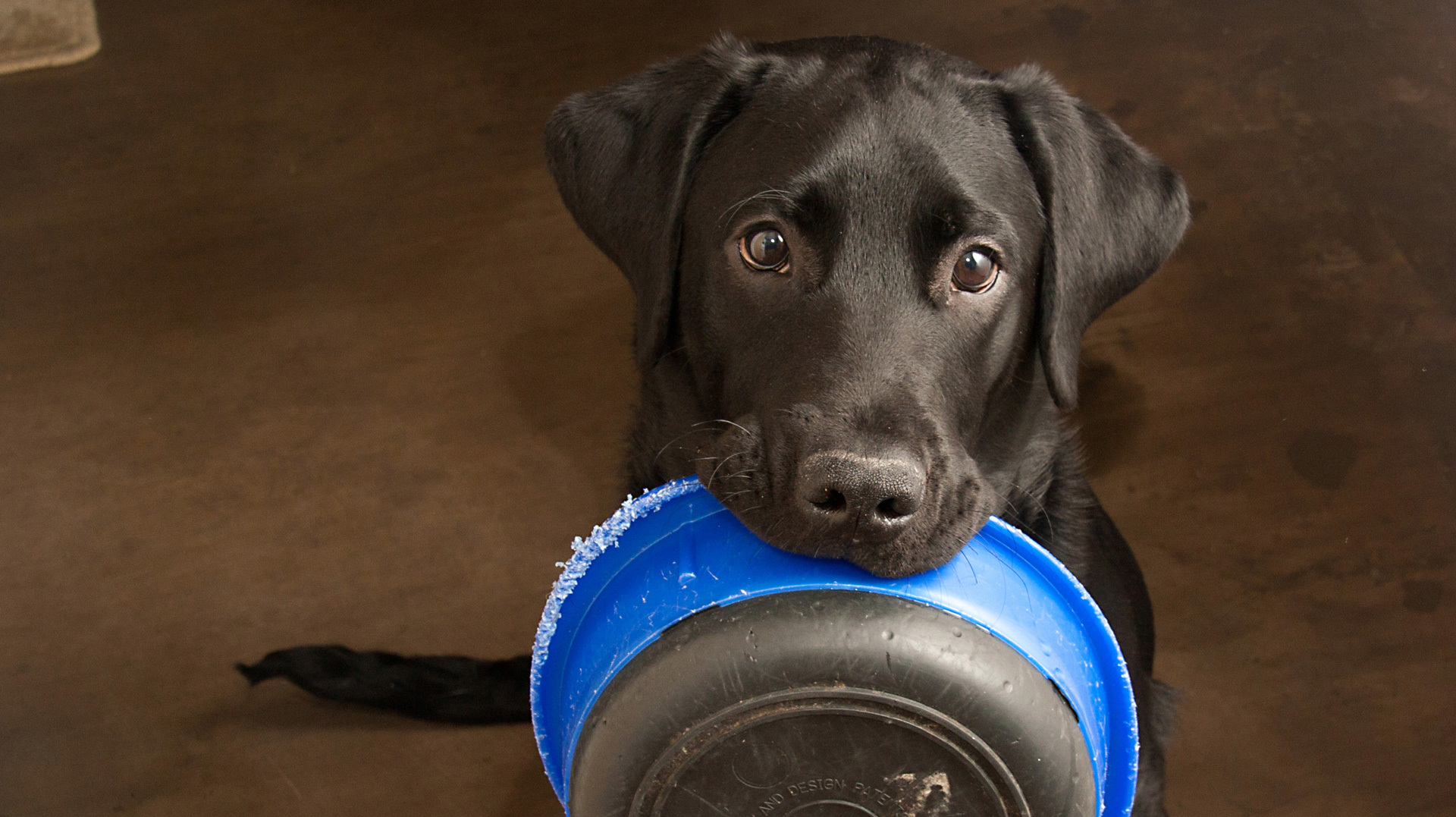 Seu Cachorro Pode Comer Cuscuz e vai amar esta receita deliciosa e nutritiva!