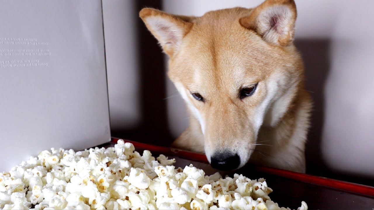 O ideal é que seu cachorro não coma pipoca! Mas se você oferecer, esteja atento às recomendações!