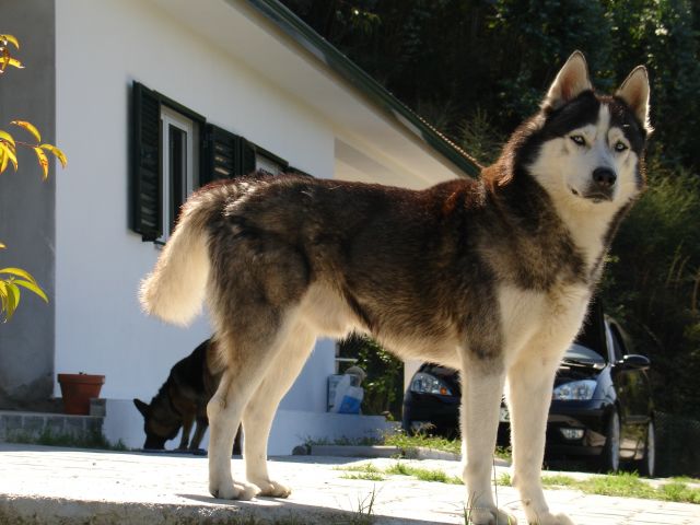 Cachorro pode comer milho?