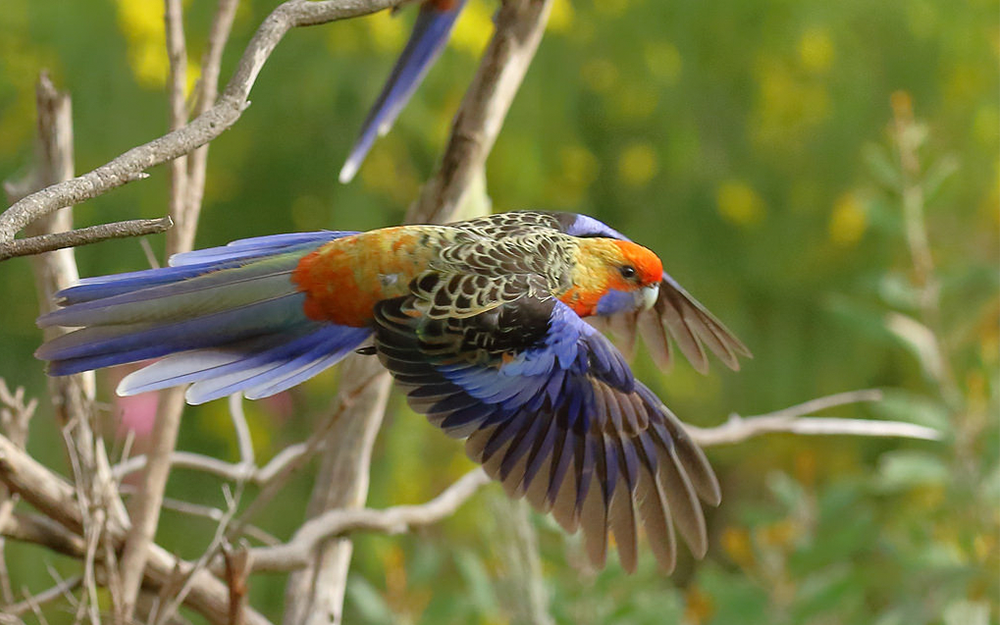 Este é o belo Platycercus-Adelaidae em seu voo! 