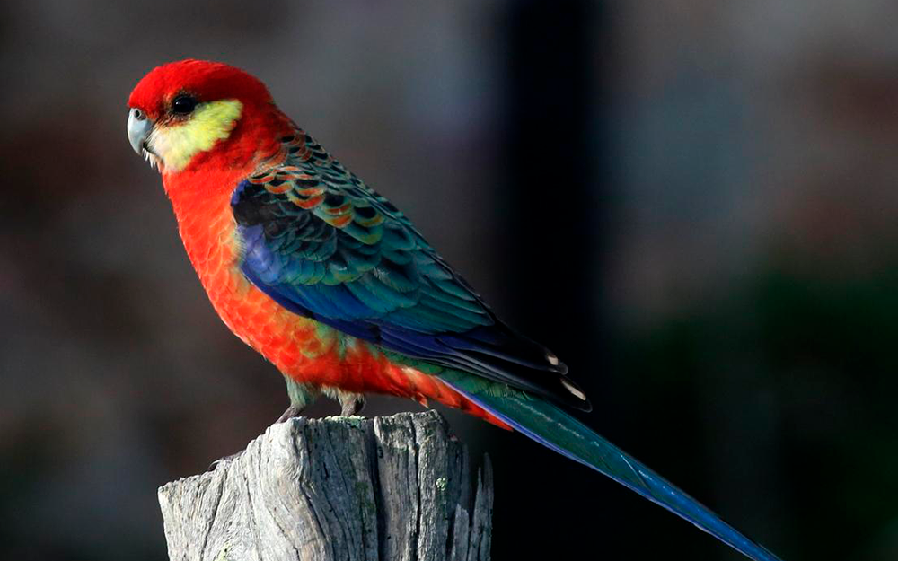 Um belo Platycercus-Icterotis contemplando a natureza