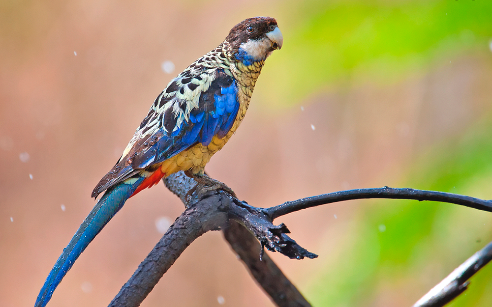 O Platycercus-Venustus em seu habitat natural