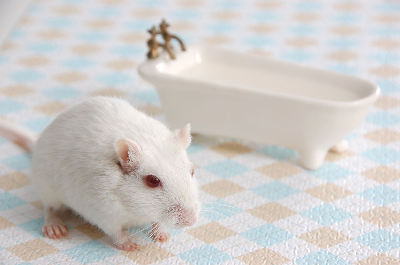 O gerbil é outra excelente opção de roedor doméstico 