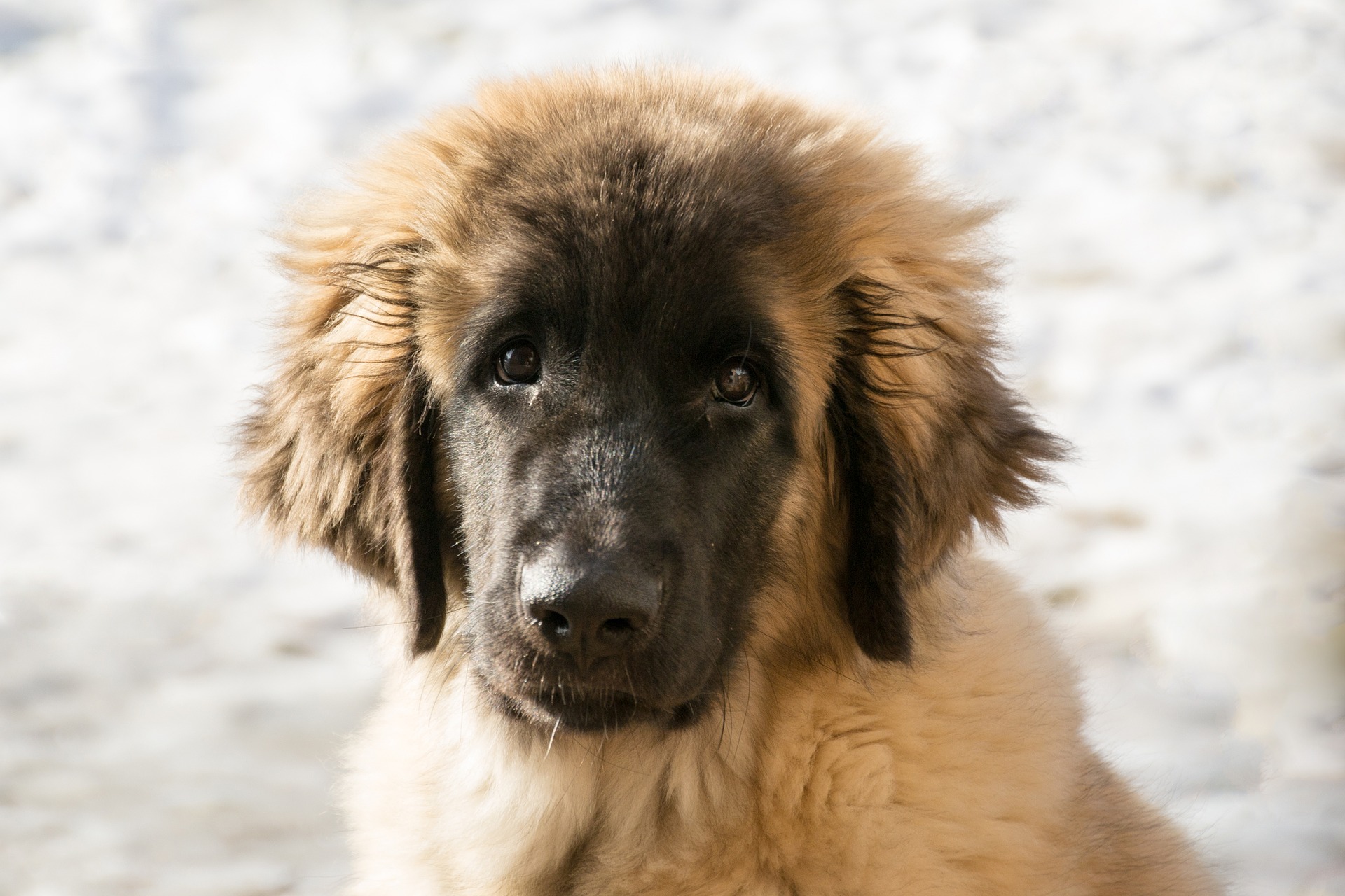 Embora muitas vezes os cachorros que sofrem da Leishmaniose Canina sobrevivam, graças ao veterinário que lhes ajudam a minimizar os sintomas, a realidade é que é uma doença que mais vale prevenir, uma vez que curar é impossível.