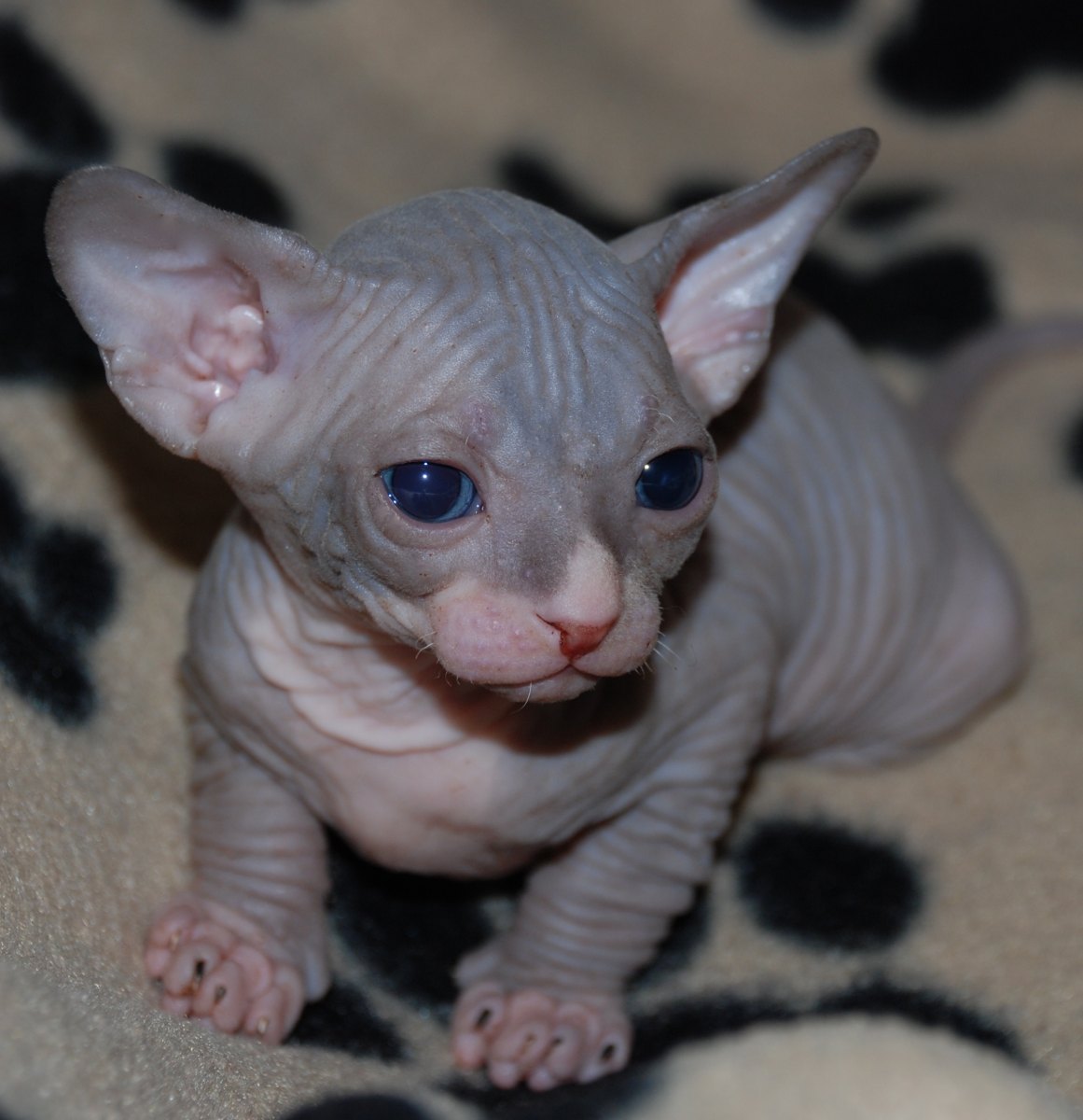 Bebê de Gato Sphynx cinza? Tem também!