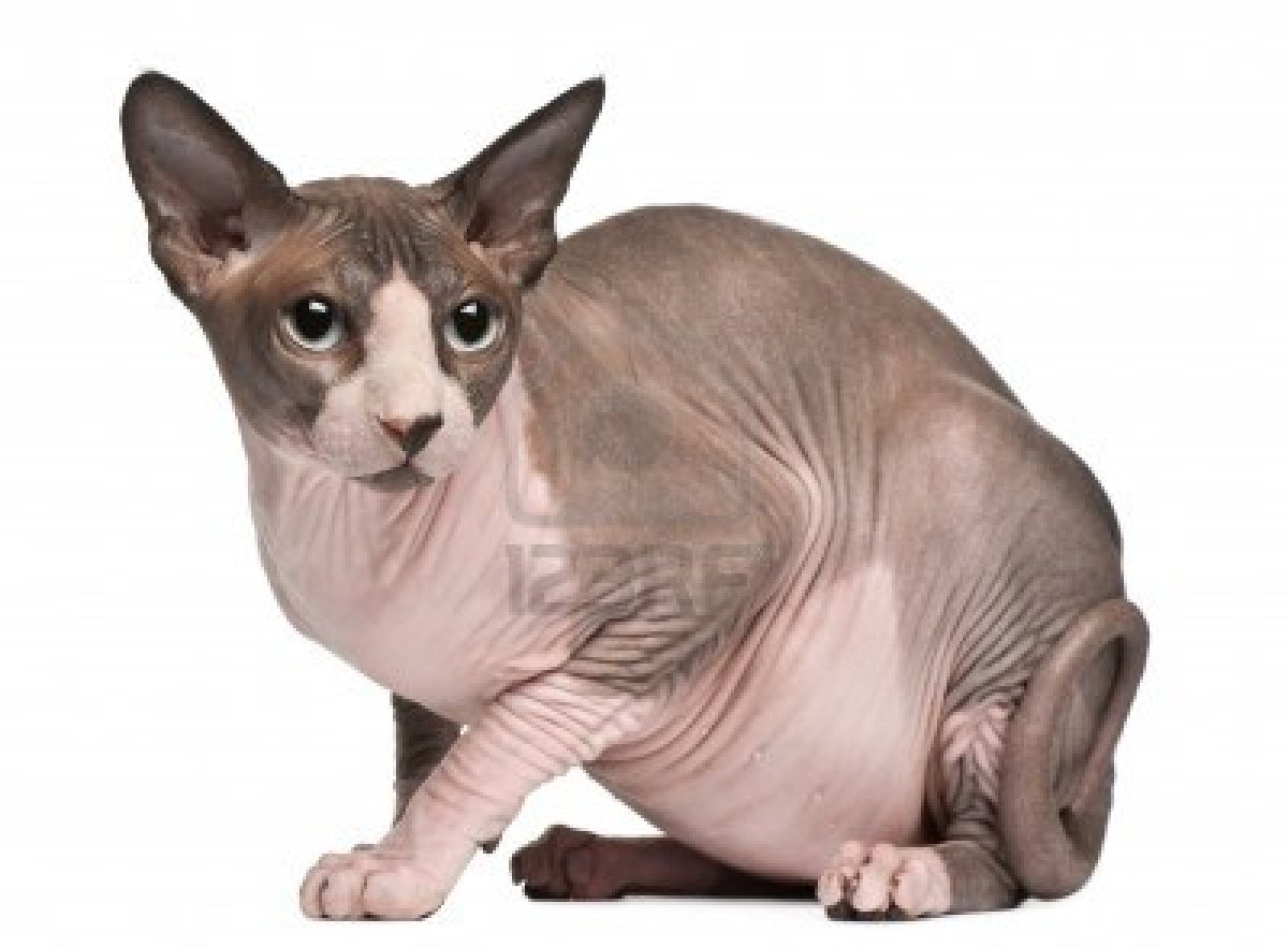 Gato Sphynx adulto!