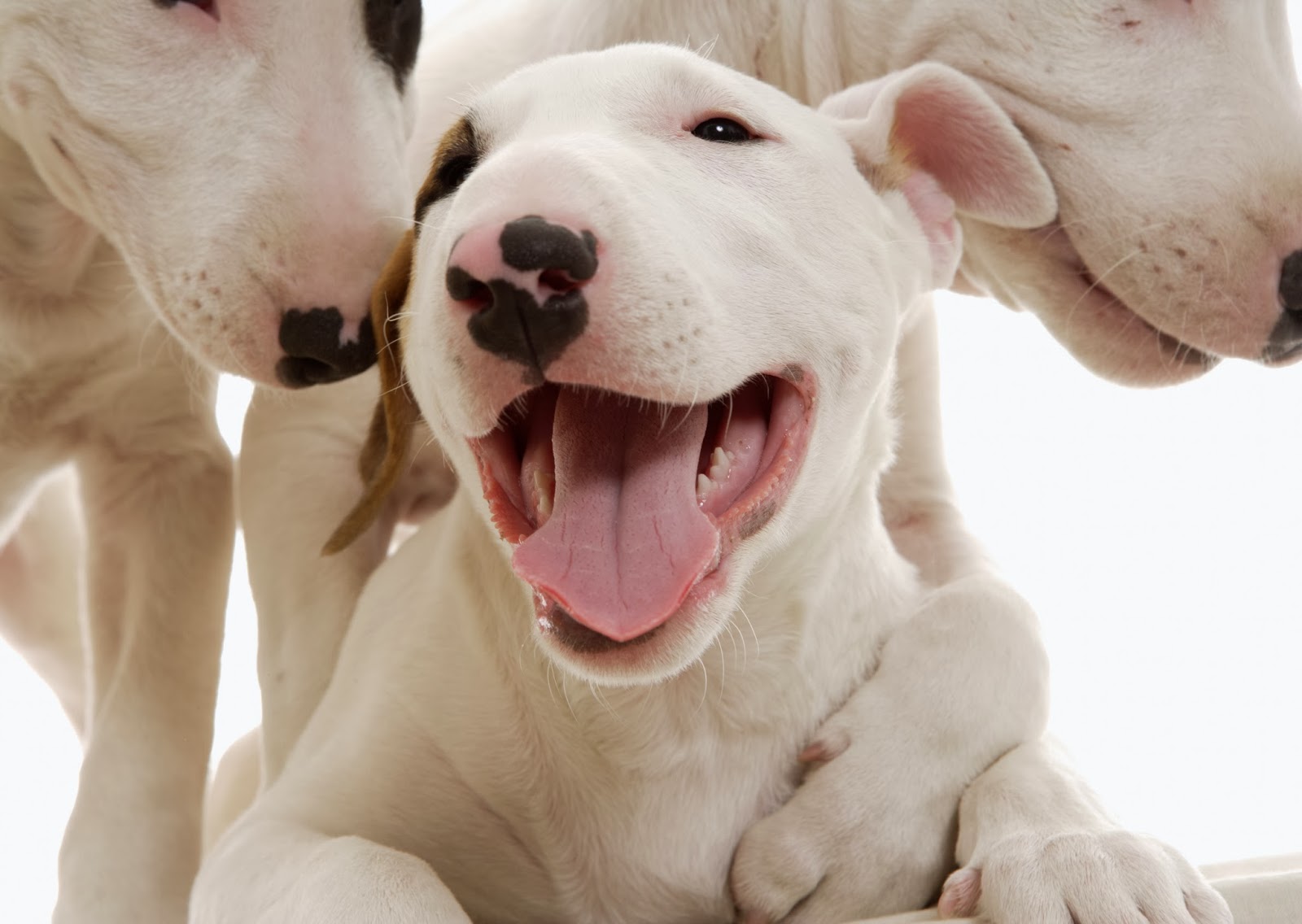 Fofurômetro explodindo com este filhote de Bull Terrier