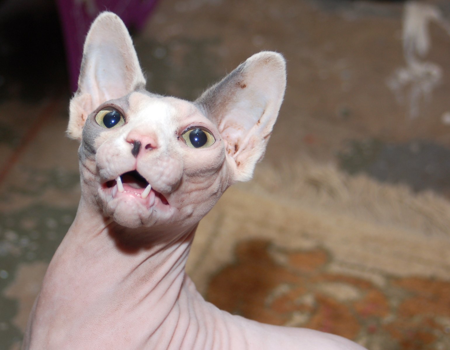 Este é o Gato Sphynx , inconfundível!