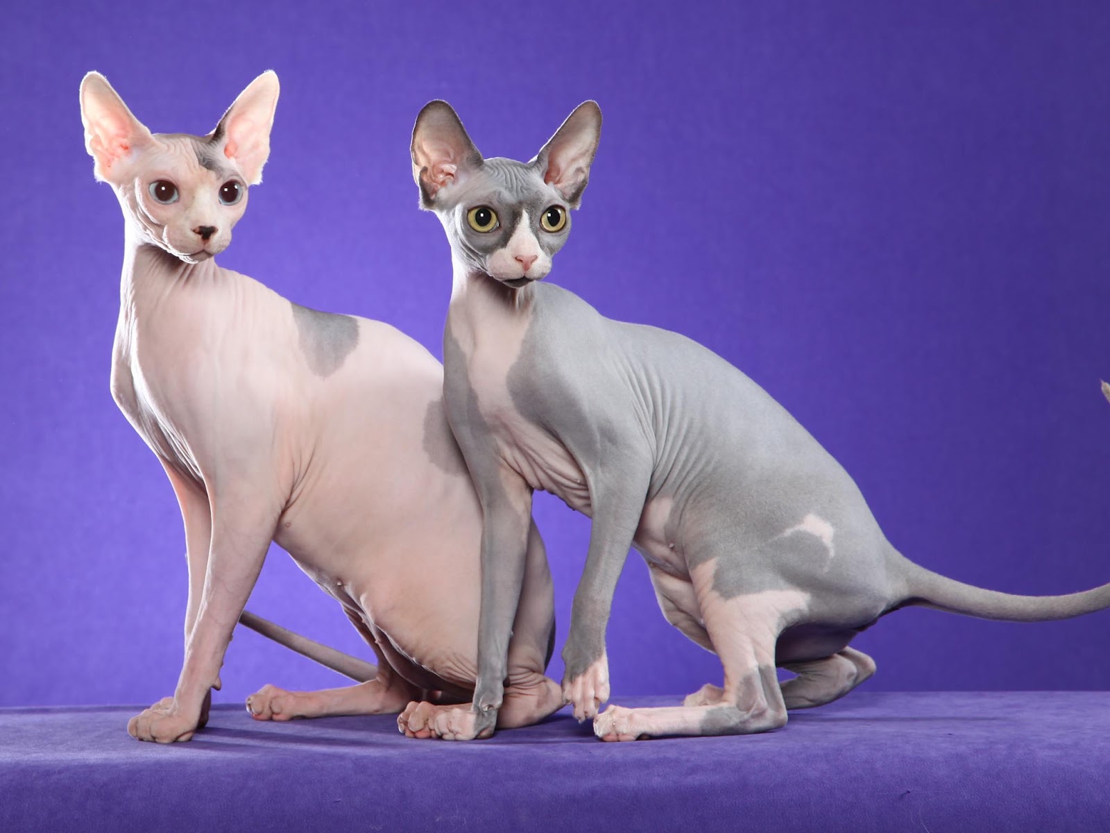 Quando adulto, o Gato Sphynx tem o porte médio, esguio e e elegante