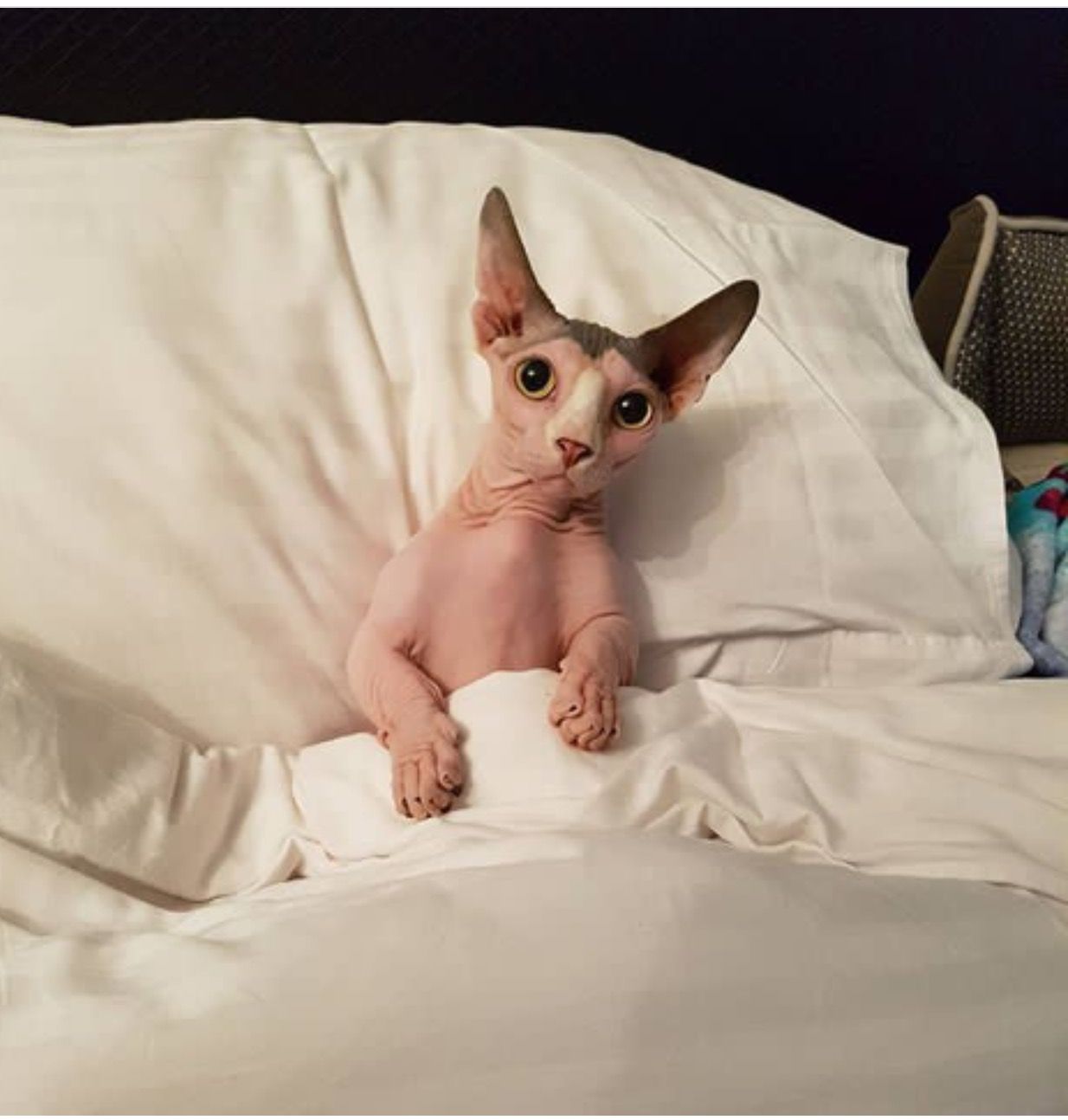 Um denguinho para o Gato Sphynx, ele ama!