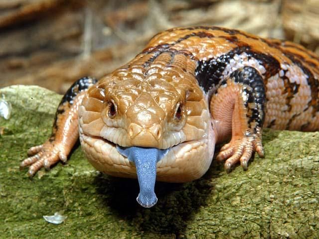 Lagarto de Língua Azul