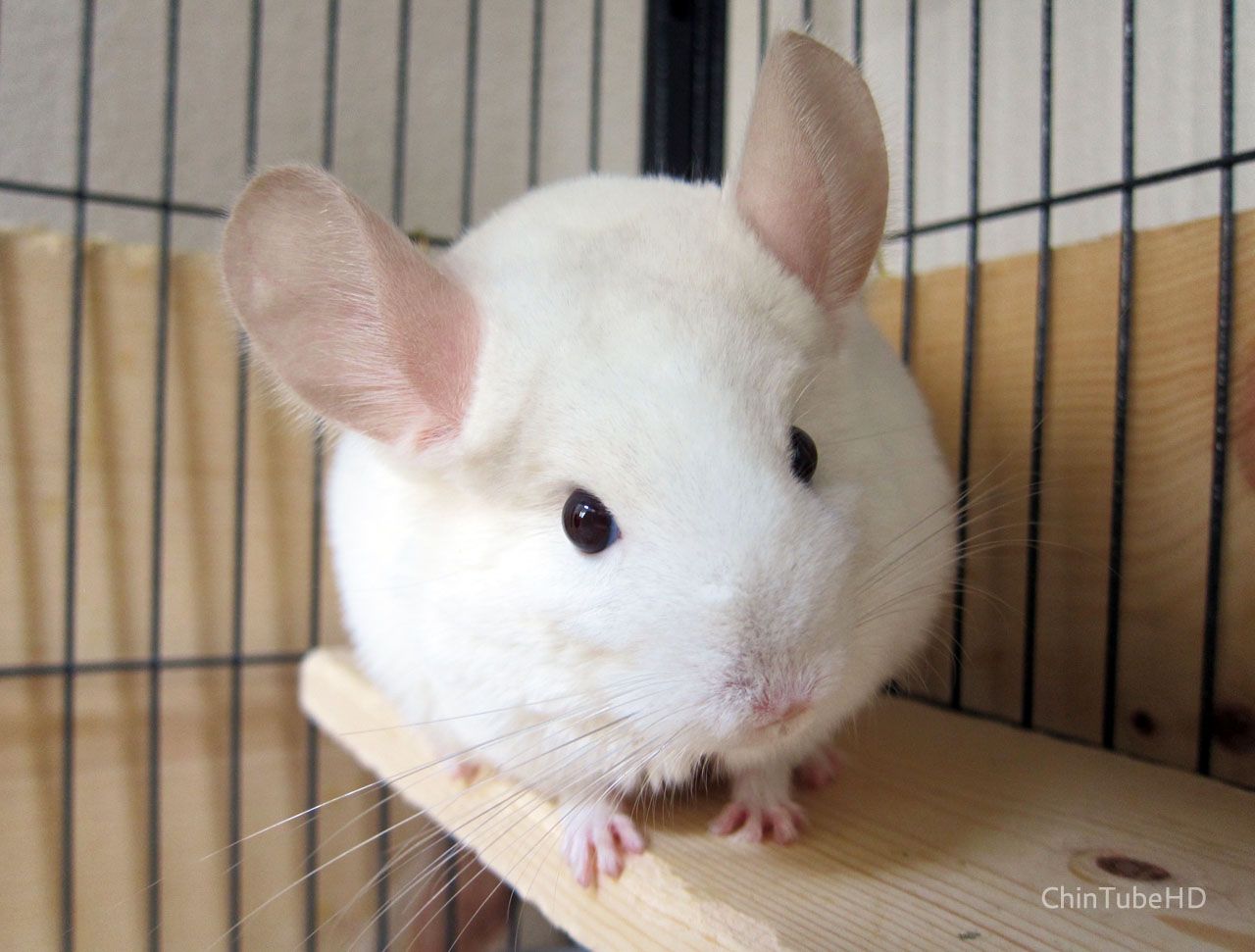 Este lindo roedor doméstico branquinho é a Chinchila