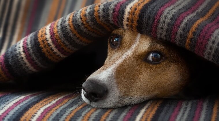 Cuidados com seu pet durante o inverno