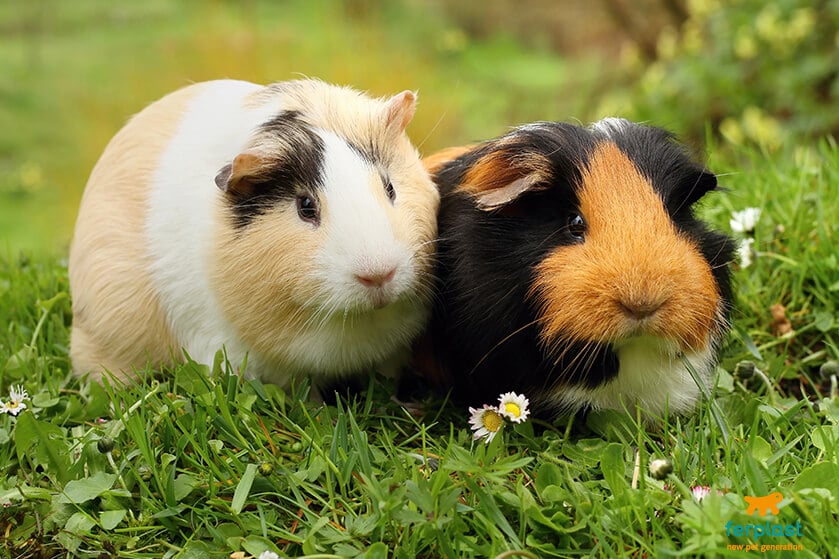 Cuidados na hora de adotar um porquinho da índia