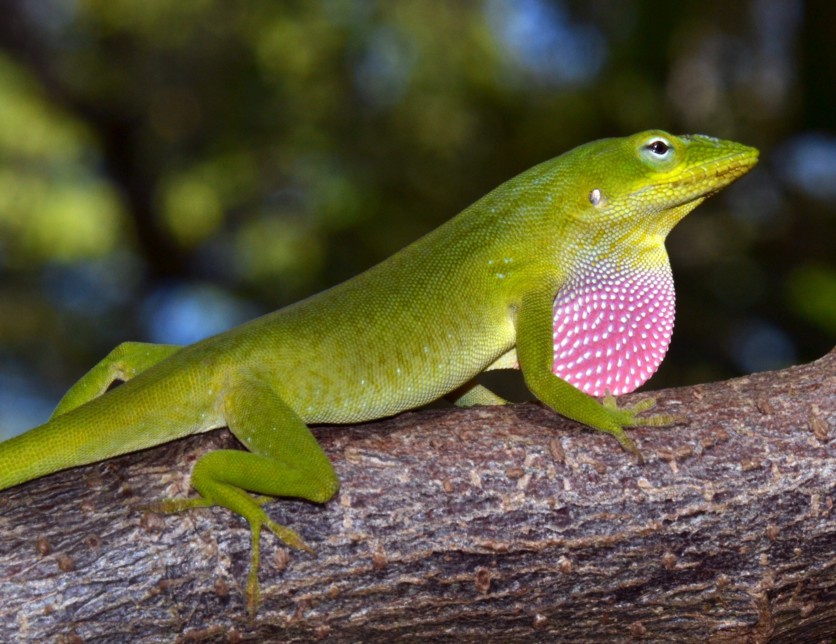 O Anolis é também conhecido como Camaleão Americano