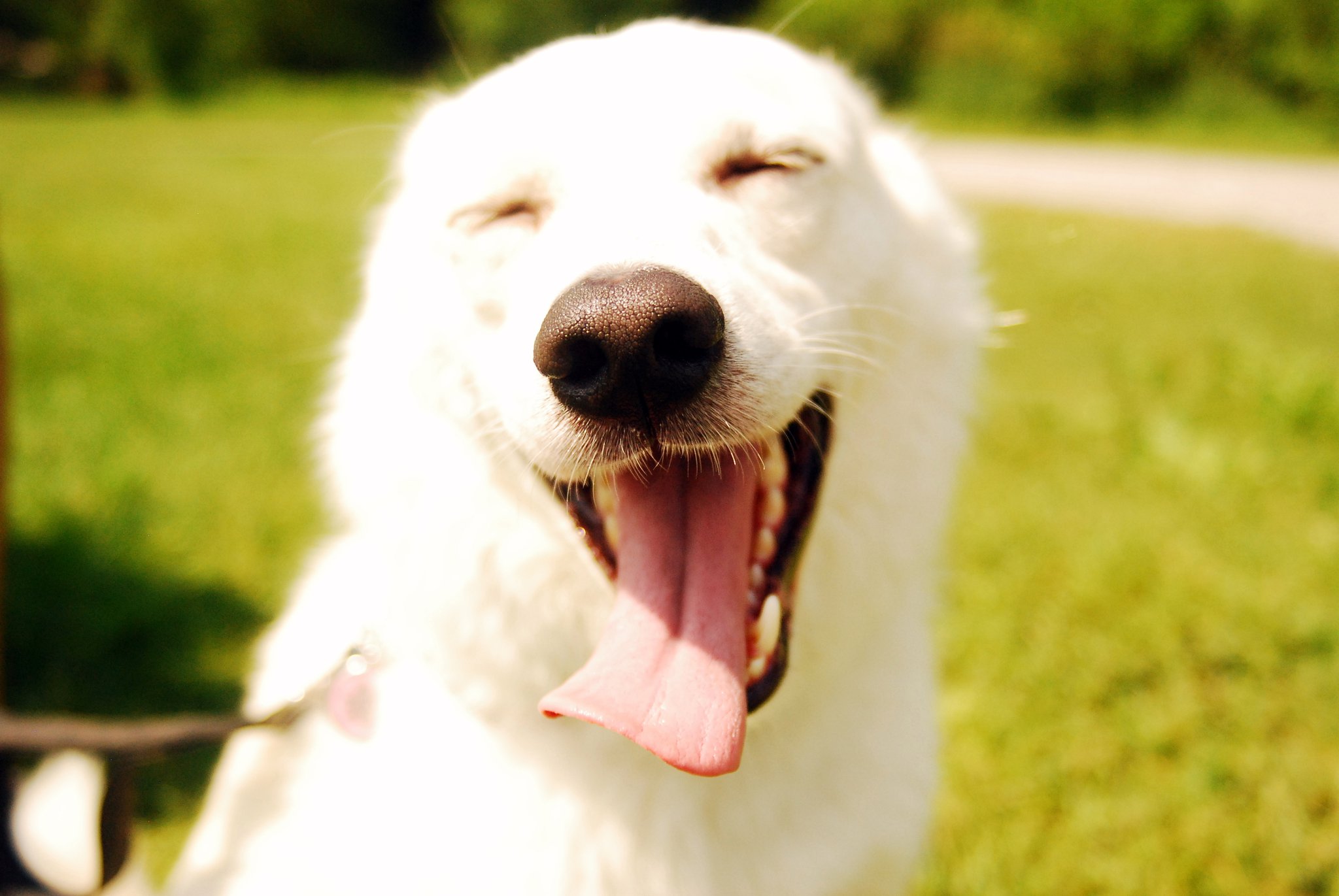 O Ômega 3 para Cachorro pode ser usado para manter seu pet saudável ou para tratar alguns probleminhas de saúde!