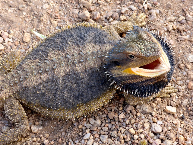 Dragão Barbudo