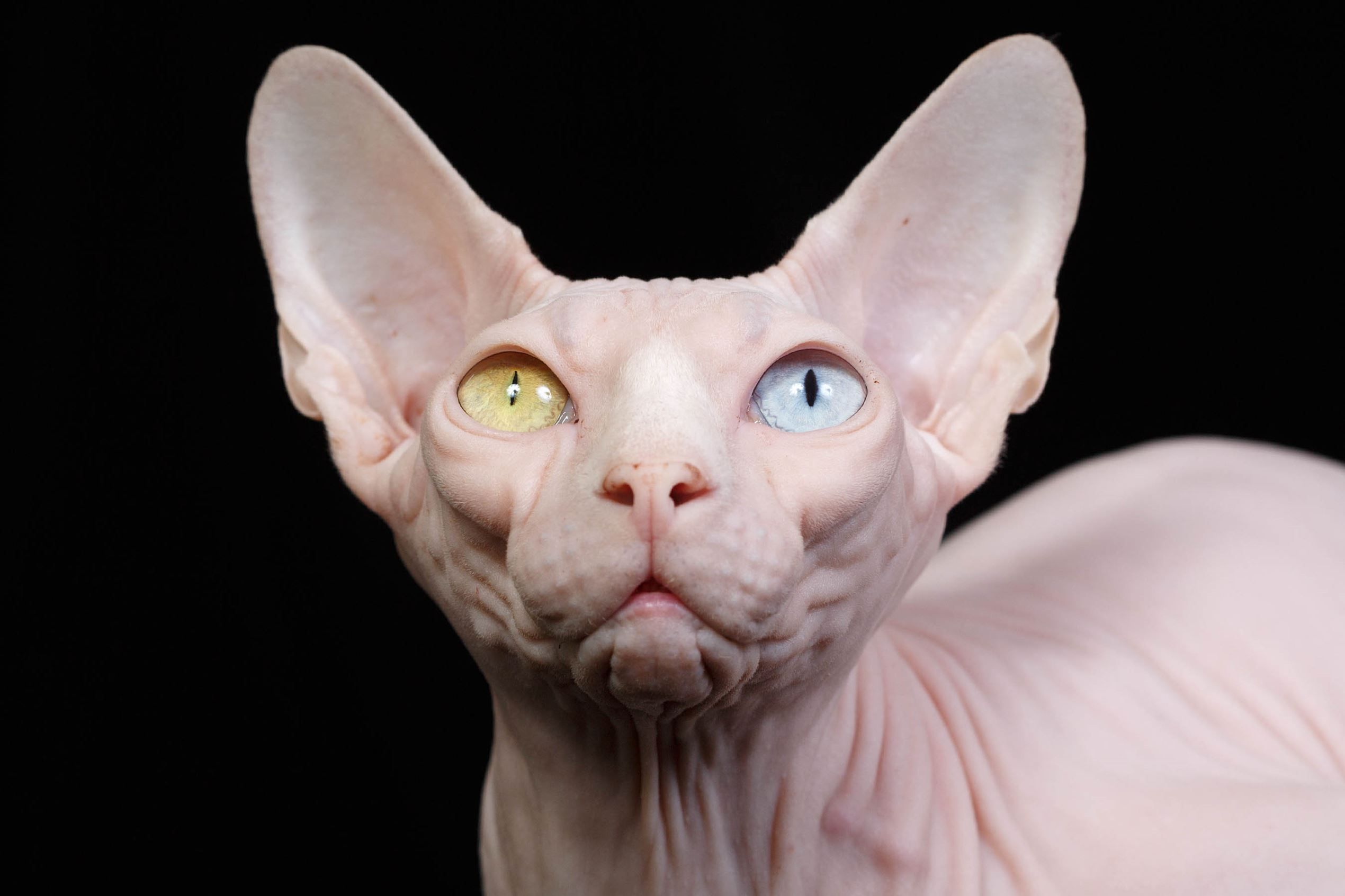 Este é o exótico Gato Sphynx!