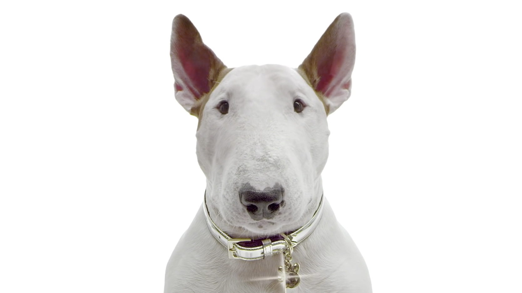 Este é um Bull Terrier todo branquinho