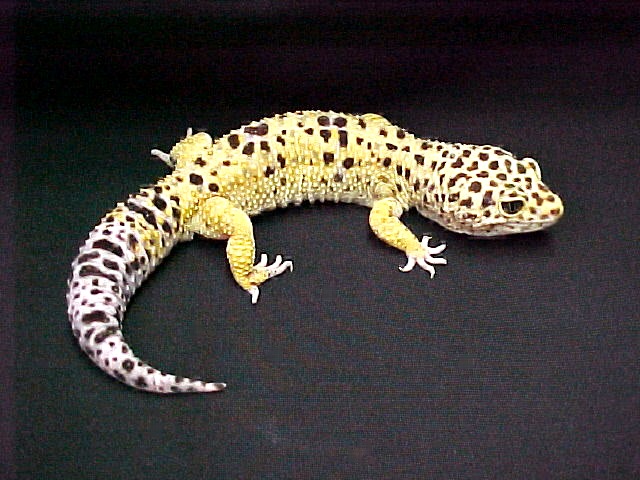 Lagartos Tokay