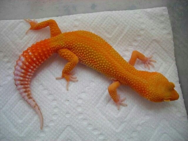 Lagartos Tokay