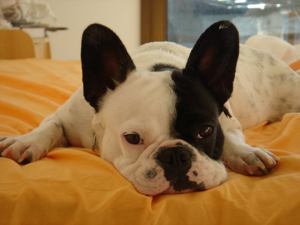 A Sarna em Cachorro é transmissível! Proteja seu amiguinho de quatro patas!