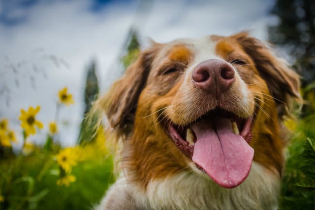 O Que Fazer Para Que Seu Cachorro Viva Mais