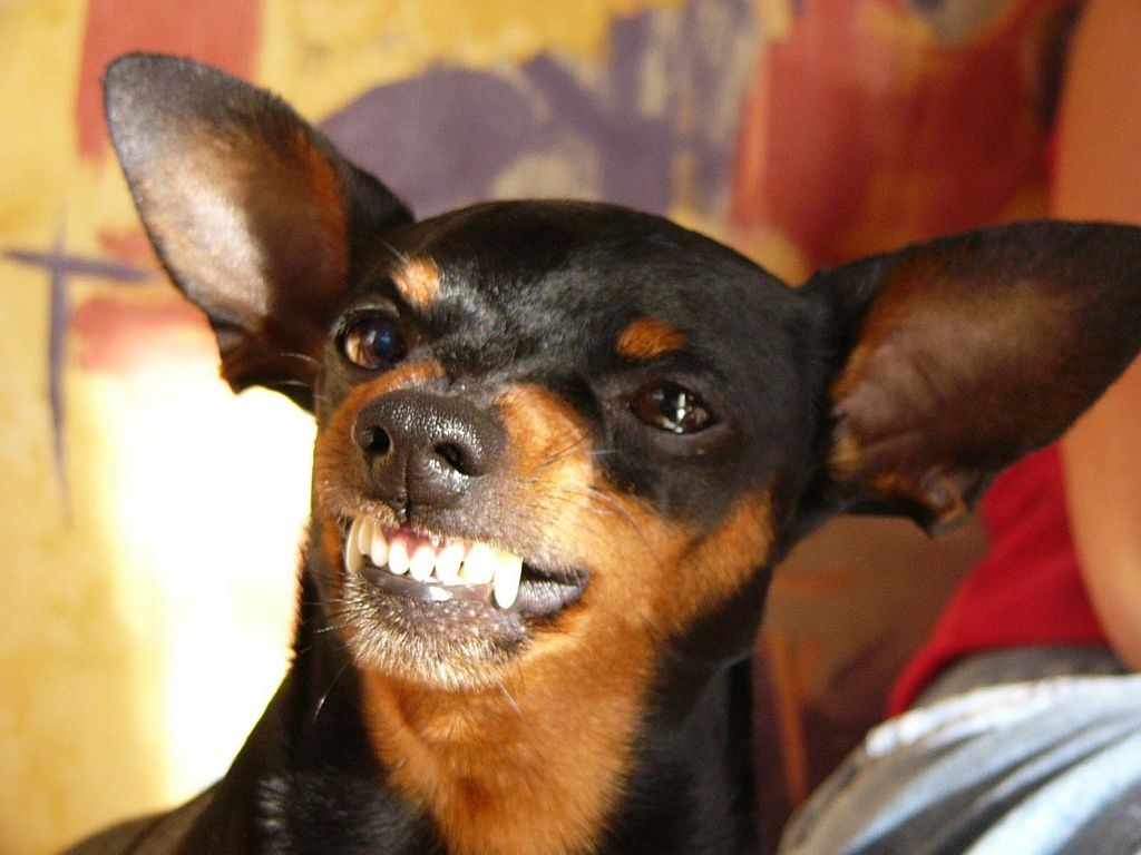 Tamanho não é documento! Este é o Pinscher bravinho!