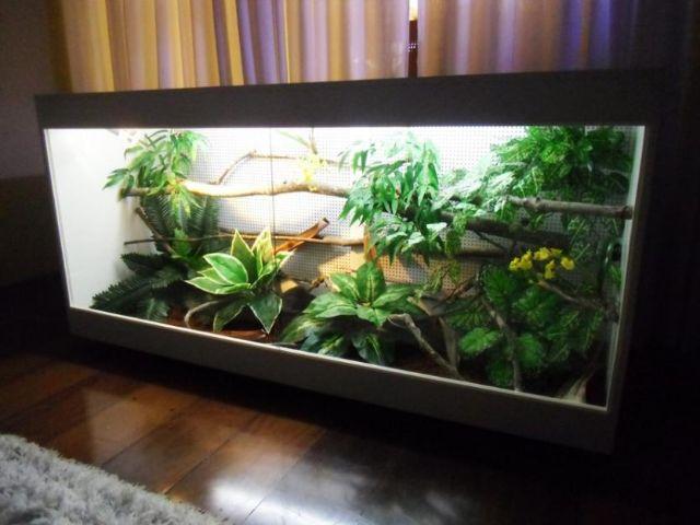 Terrário para iguana