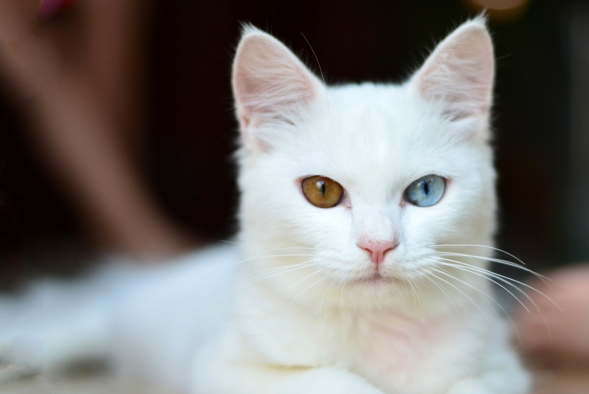 O narizinho rosado é uma das marcas do Gato Albino