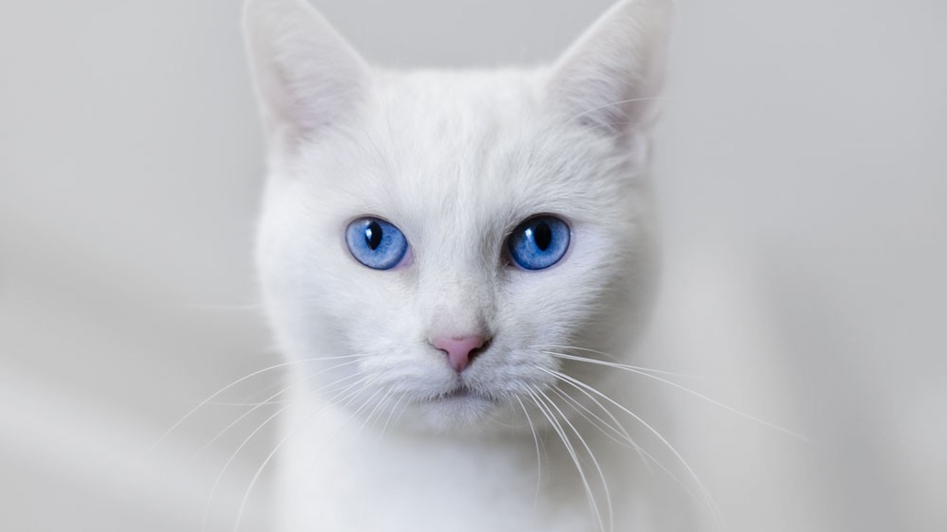 O narizinho rosado é uma das marcas do Gato Albino