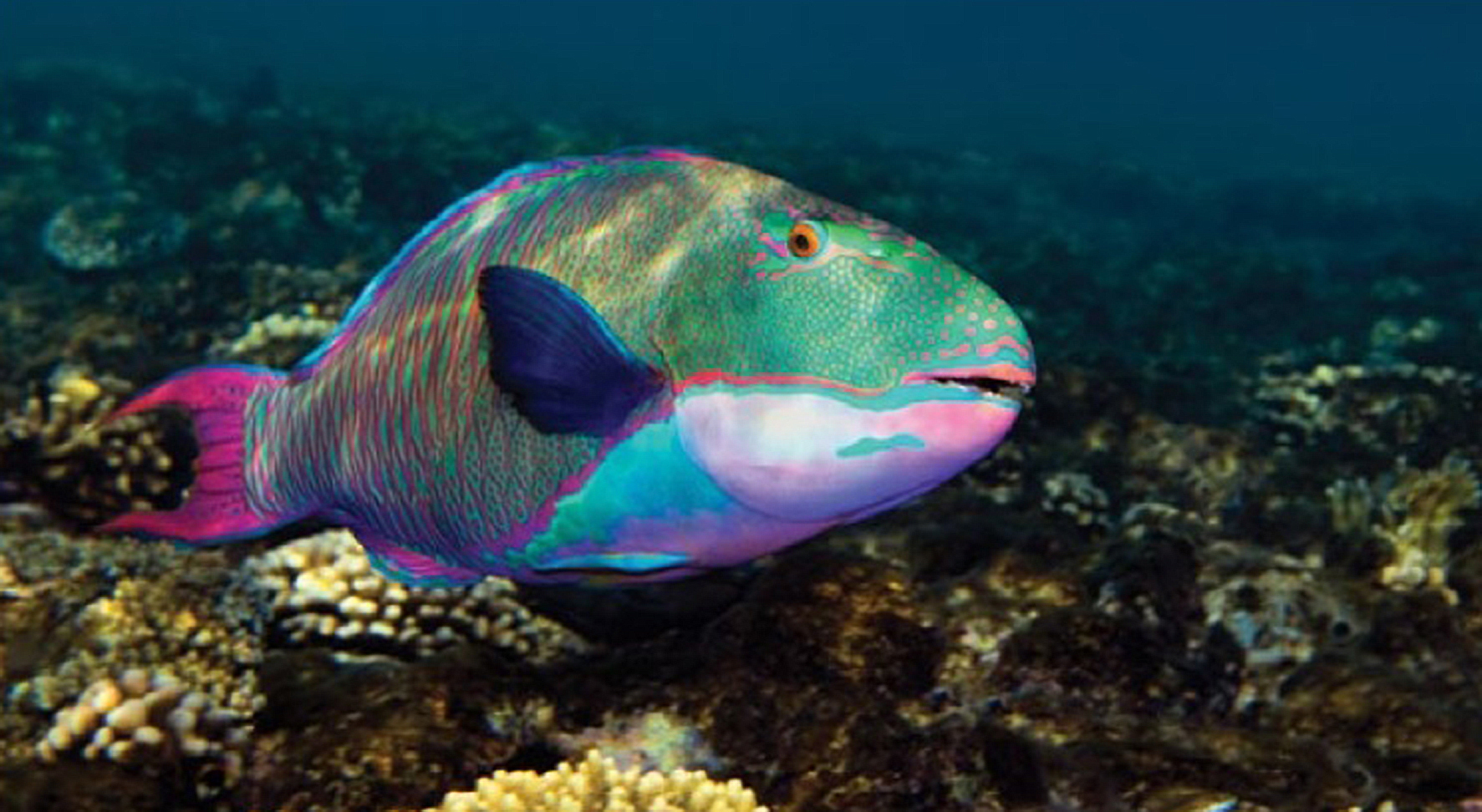 As belas cores do Peixe Papagaio. São mais de 80 espécies!