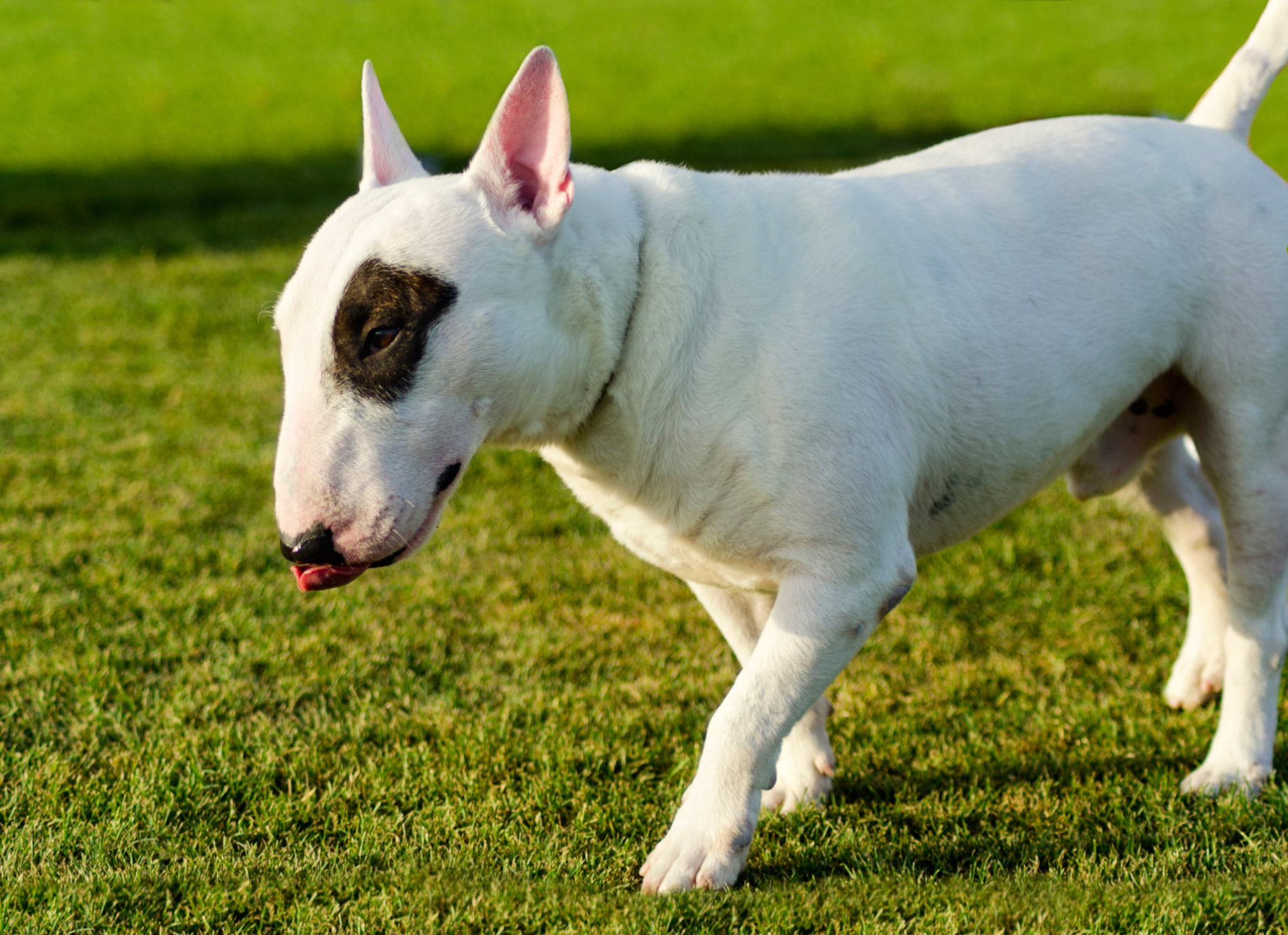 Este Bull Terrier branquinho com a manchinha marrom não é lindo? Outra variação desta mancha é preta.