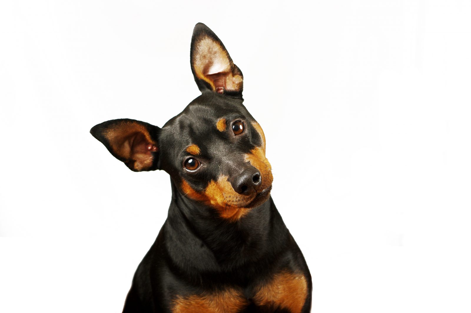 Este é o Pinscher mais comum, com predominância da cor preta!