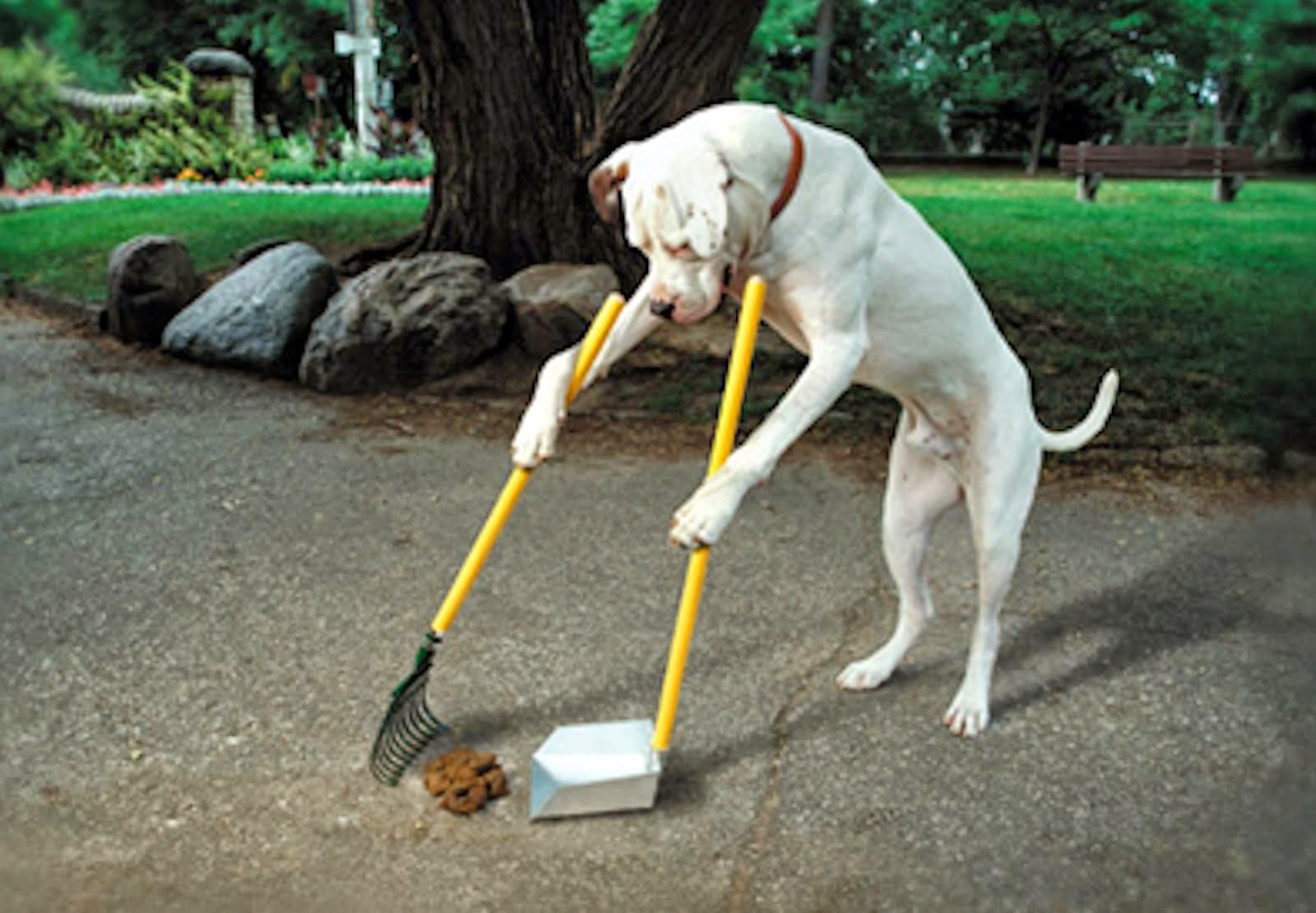 As Fezes de Cachorro podem dar importantes sinais sobre a saúde dele!