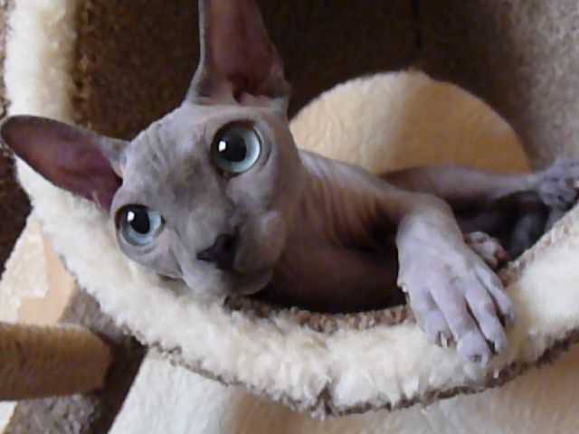 Gato Sphynx