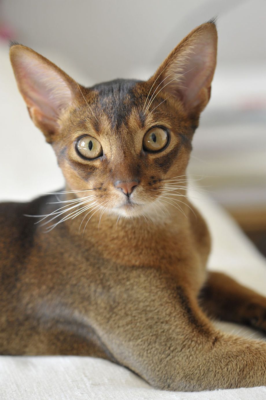 Gato Abissínio, lindo em diversas cores!