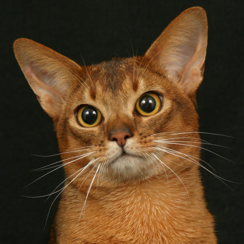 Gato Abissínio, lindo em diversas cores!