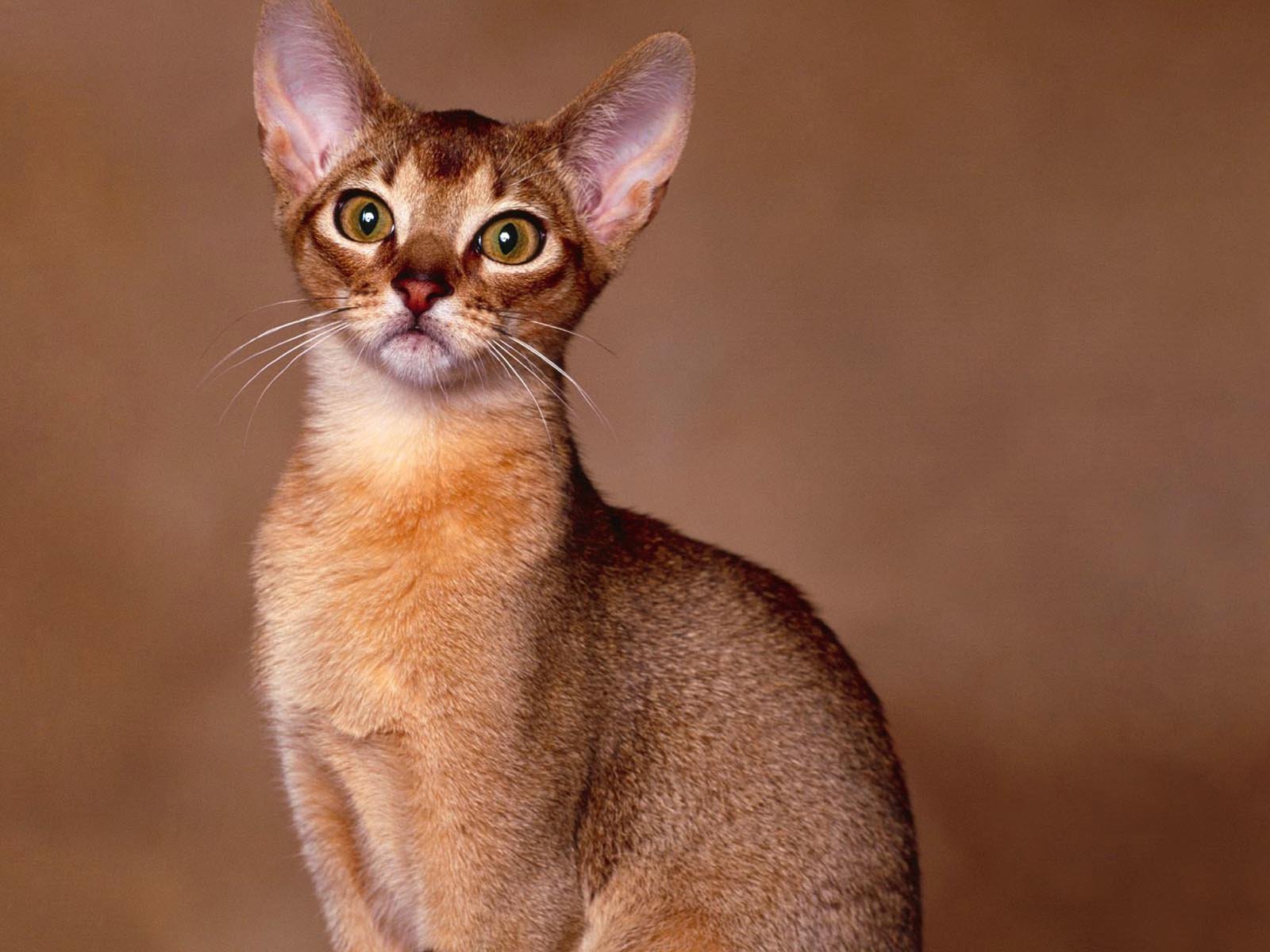 Tímido mas brincalhão! Este é o Gato Abissínio...