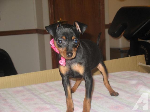 Pinscher