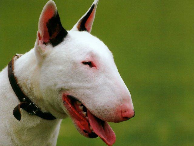 Bull Terrier