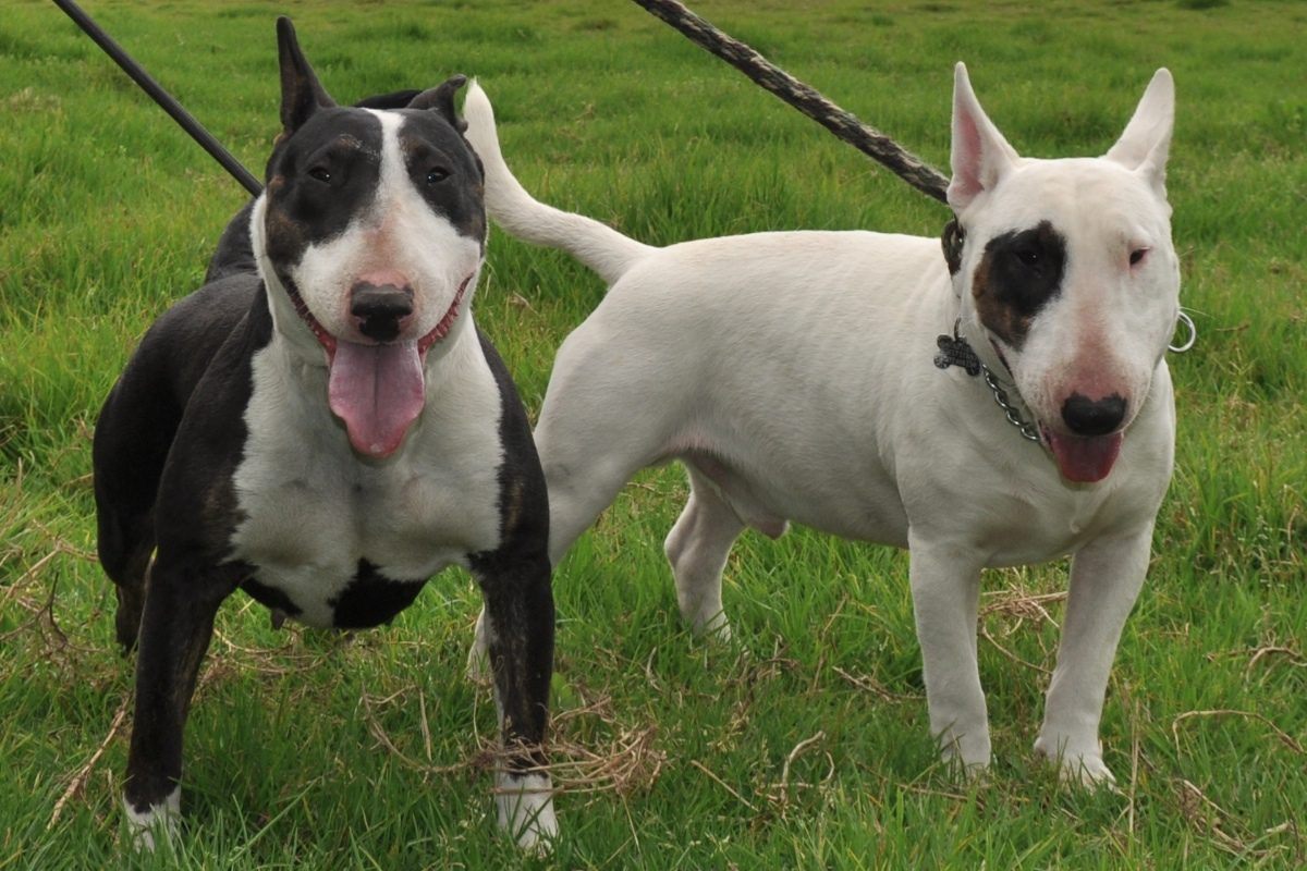 Este par de Bull Terrier mostra um pouca da diversidade da pelagem