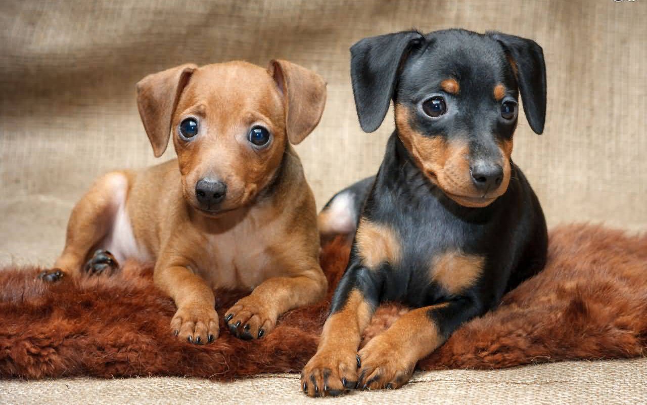 Lindos filhotinhos de Pinscher