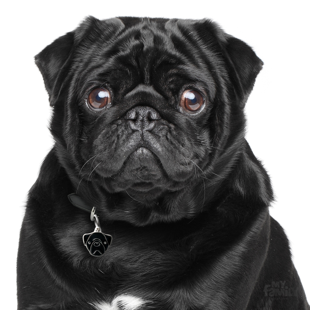 Este é o majestoso Pug preto