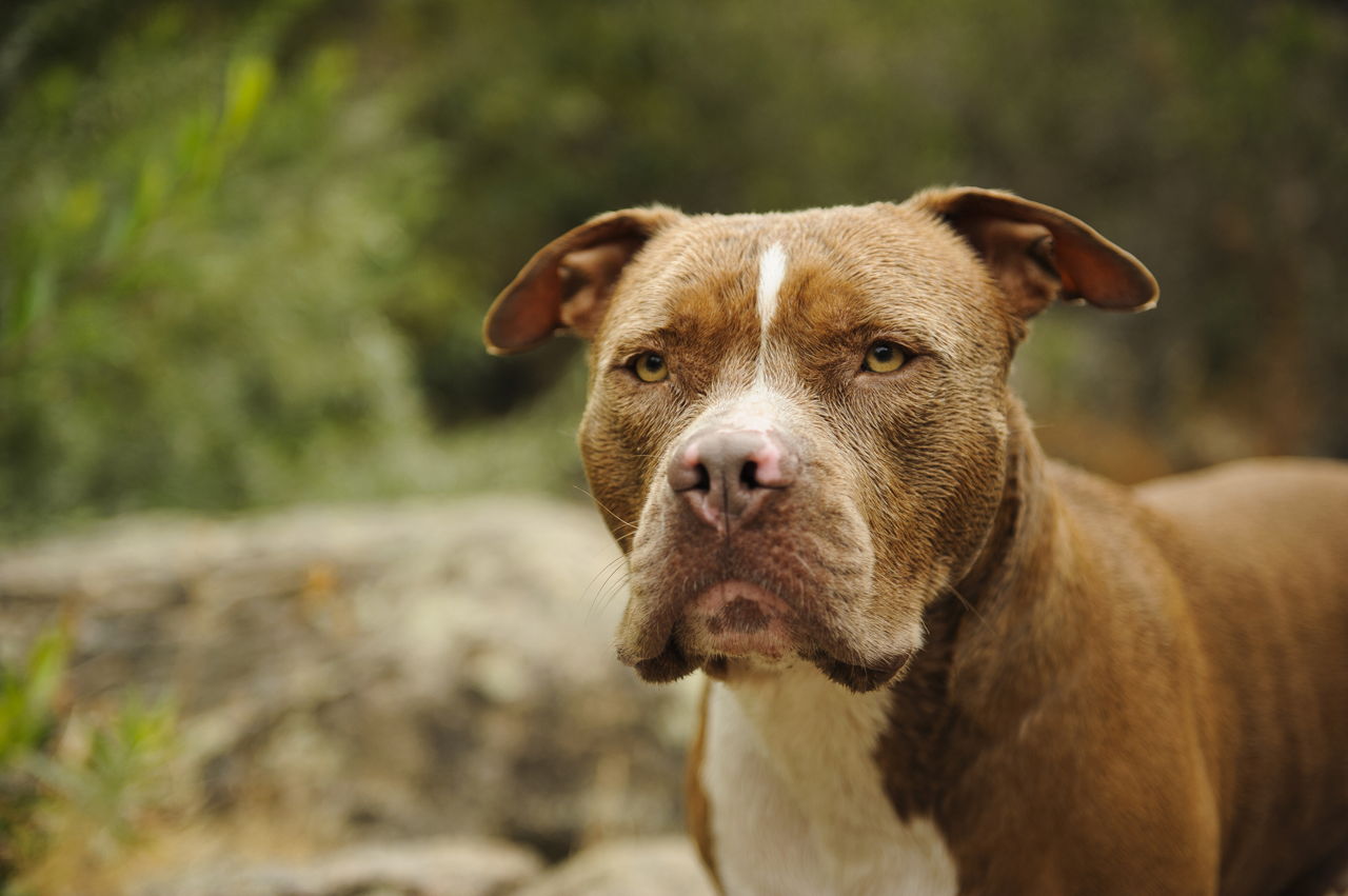 Apesar da cara de mau, o Pitbull é um ótimo cão para a família