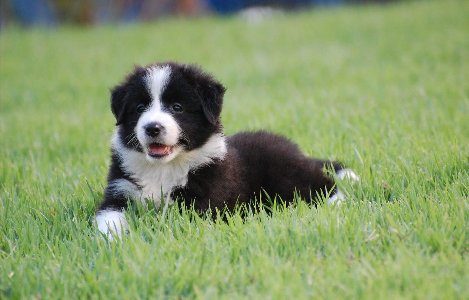 Um lindo filhotinho de Border Collie passando por aqui