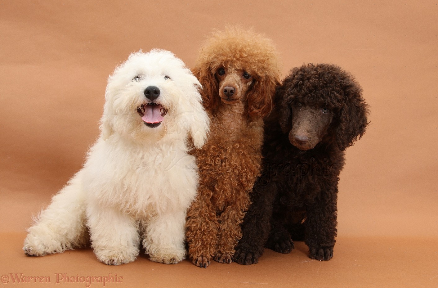 Médio? Anão? De que cor? Tem Poodle para todos!